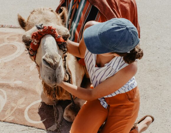 Camel Rides
